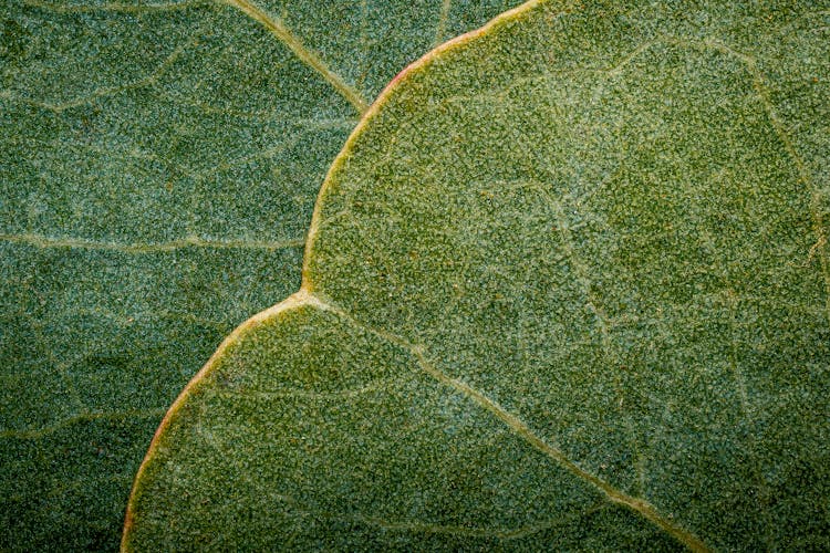 Green Leaf With White Streaks