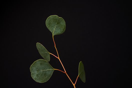 Green leaves on black background