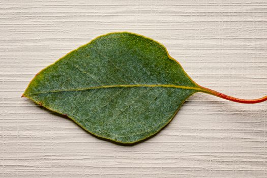 Top view of fresh leaf of exotic plant with tiny petiole placed on wooden surface during daylight in light studio
