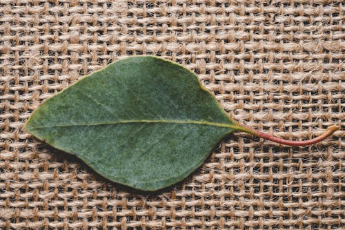 Fallen leaf on textile surface