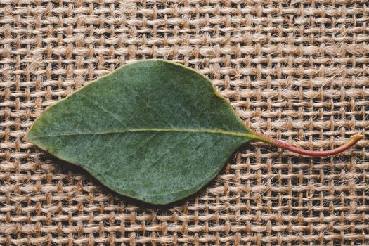 Fallen leaf on textile surface