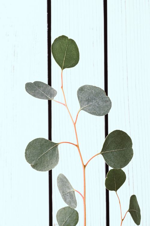 Free Green foliage growing on thin sprigs of fresh plant against wooden surface with black stripes during daylight in modern studio Stock Photo