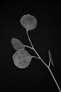 Black and white of small leaves forming circle growing on stem against black background in contemporary studio shot during photoset