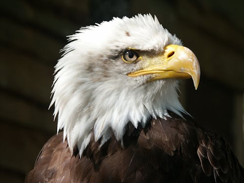 Foto d'estoc gratuïta de àguila, àguila calba, animal