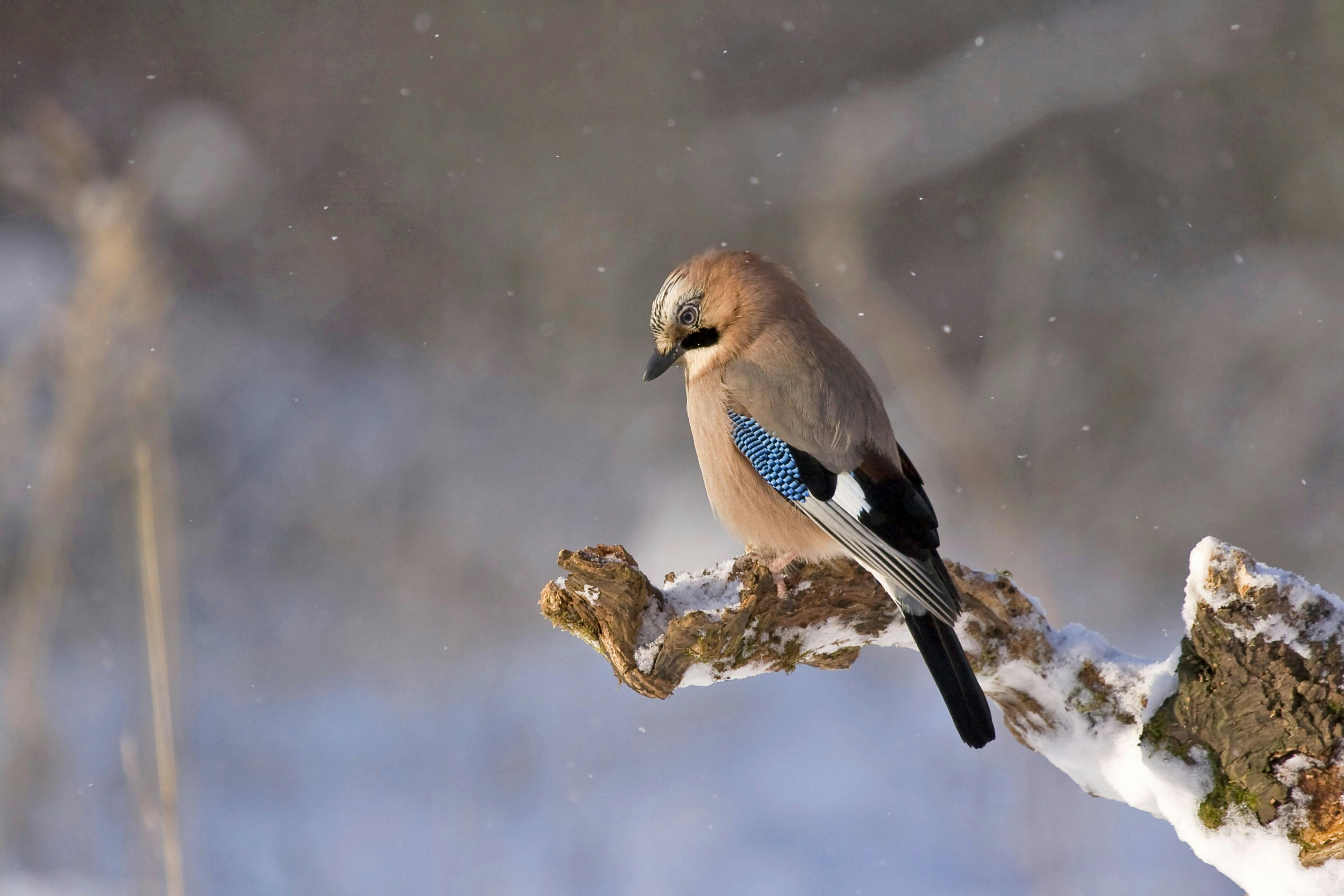 Spiritual Significance of Seeing a Blue Bird