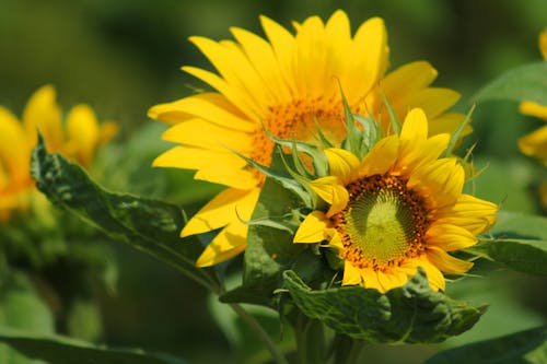 Yellow and Green Leaf Flower during Daytime