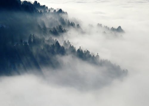 白天有霧的綠色闊葉樹包圍的山