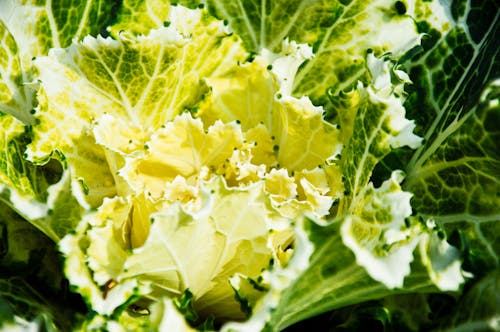 Cabbage in Close Up Photography