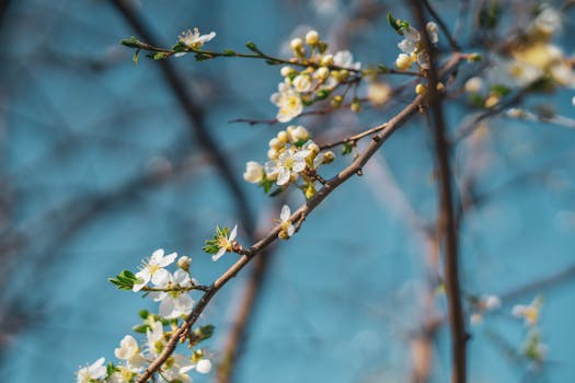 在春天晴朗的日子里，从下面看花园里盛开的樱花