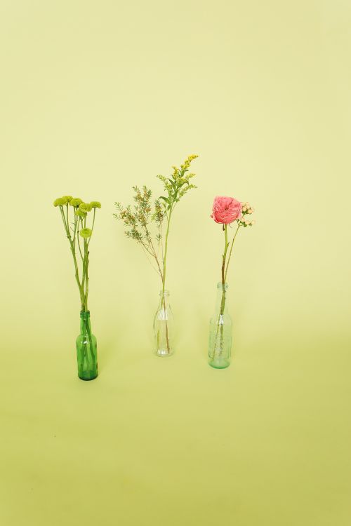 Free Simple and elegant floral display with wildflowers in glass vases on a soft yellow background. Stock Photo