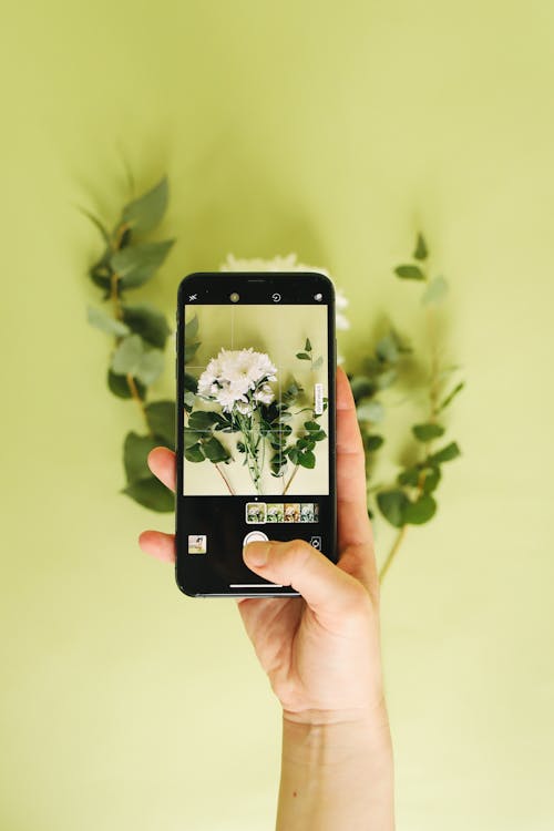 Foto stok gratis bunga-bunga, flora, handphone