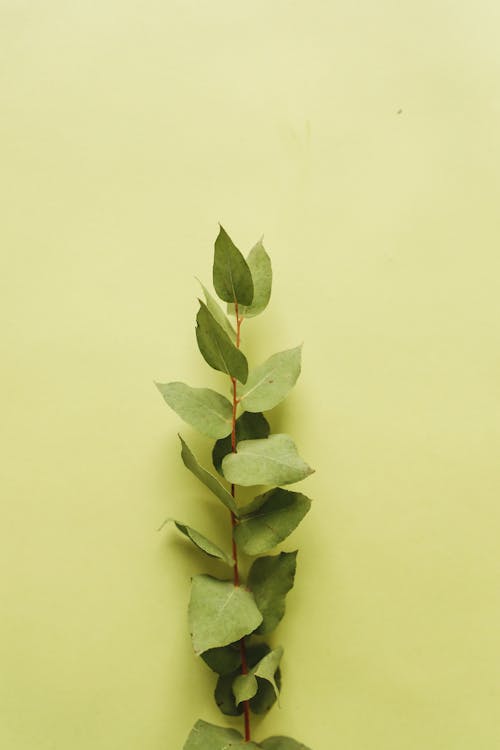 Immagine gratuita di flora, foglie, ramo