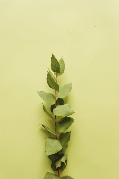 Twig with Fresh Green Leaves