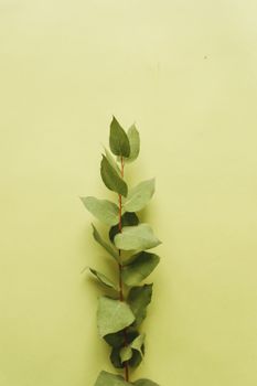 柔和的绿色背景下，优雅的桉树树枝提供了充足的复印空间