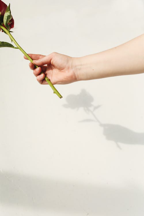 Immagine gratuita di dando, fiore, mani mani umane