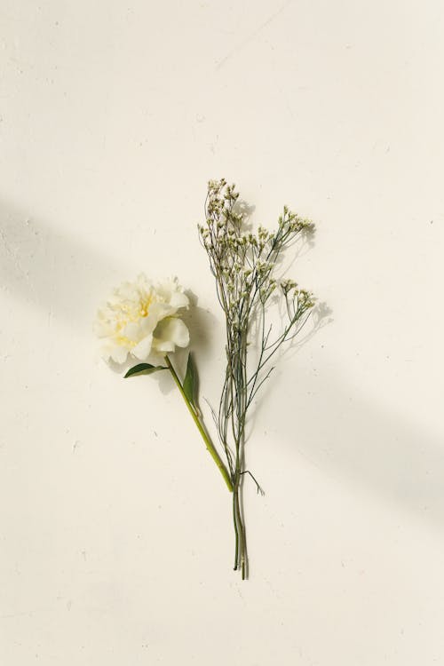 ฟรี คลังภาพถ่ายฟรี ของ กำลังบาน, ขาว, ช่อดอกไม้ คลังภาพถ่าย