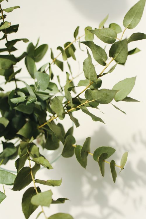 Free Close-up view of eucalyptus plant leaves casting shadows indoors with soft sunlight. Stock Photo