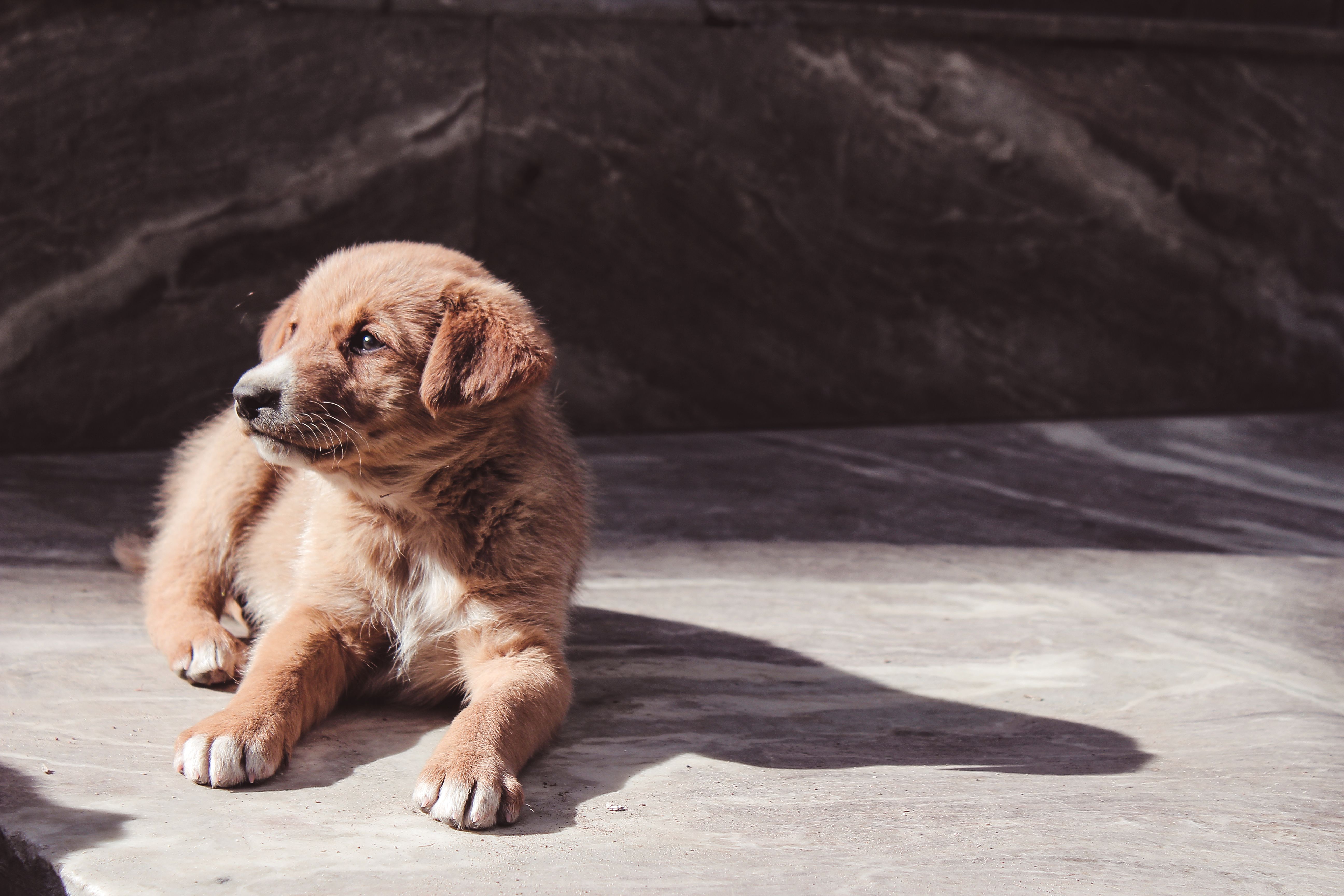 Medium dog standing on an apartment tile floor indoors