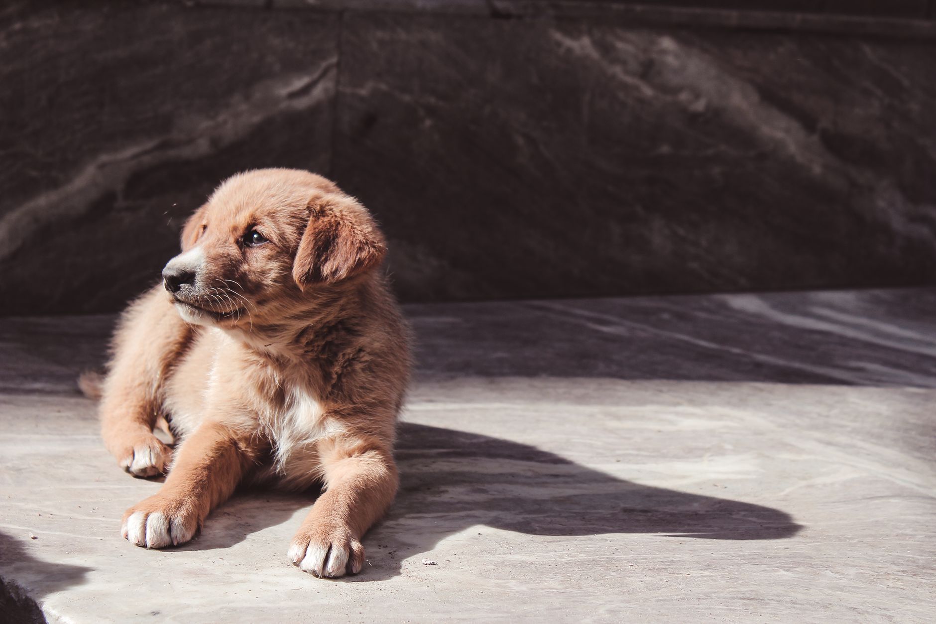 Medium dog standing on an apartment tile floor indoors
