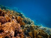 Big field of diverse sea plants and fishes swimming deep in blue water of ocean