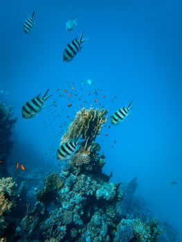 Exotic fishes and colorful sea plants living deep under salt water in ocean