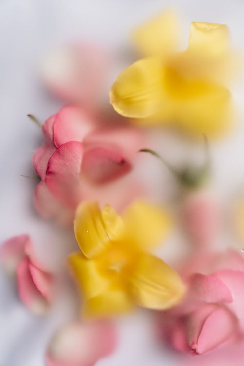 Foto profissional grátis de borrado, flores, flores amarelas