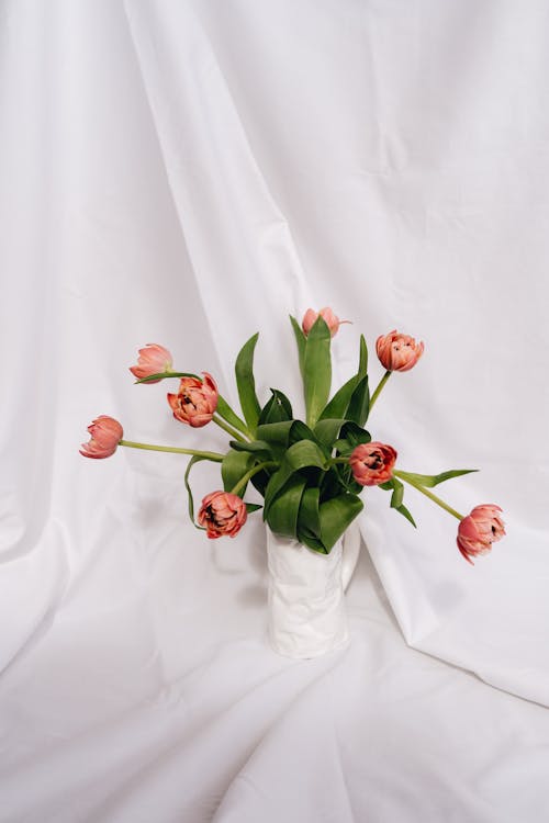 ฟรี คลังภาพถ่ายฟรี ของ ดอกทิวลิป, ดอกไม้, พฤกษา คลังภาพถ่าย