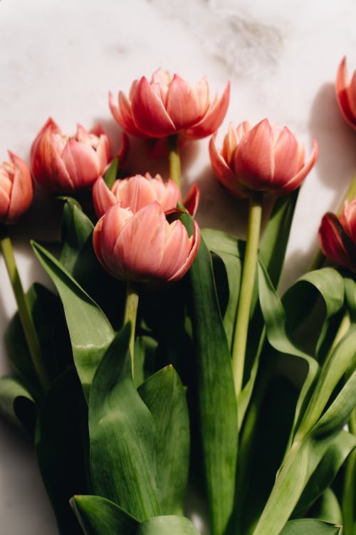 Pink Tulips in Bloom Close Up Photo