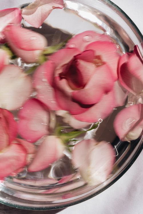 Free Soft pink rose petals beautifully floating in water, creating a dreamy and romantic scene. Stock Photo