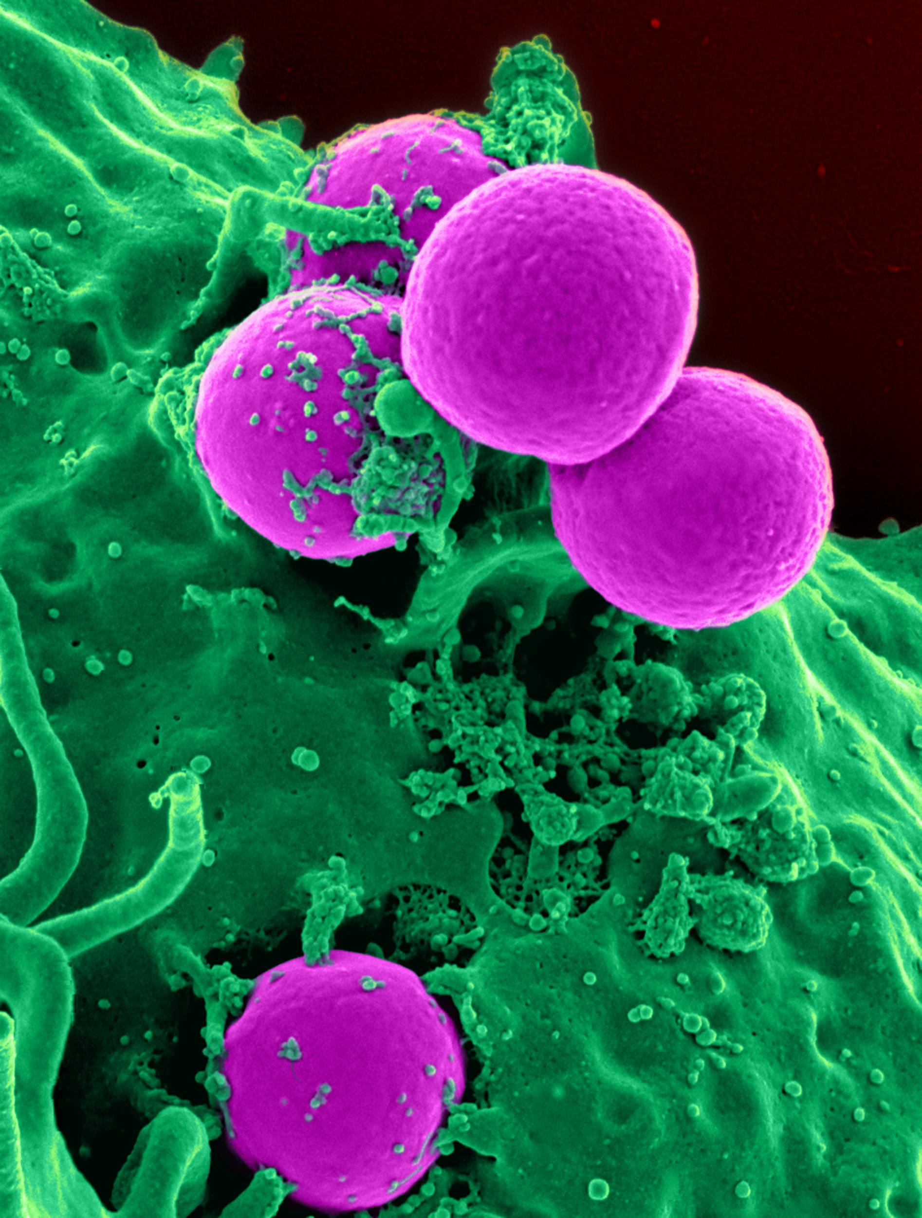 Virusbacteria wallpaper stock illustration Illustration of molecules   92884955
