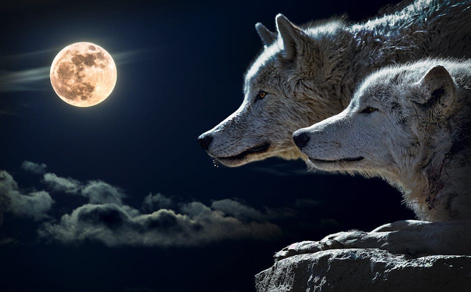 Full moon folklore