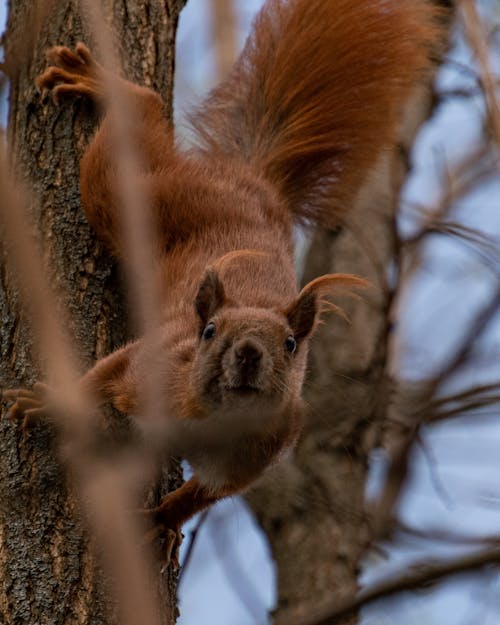 Gratis stockfoto met beest, boom, dieren in het wild