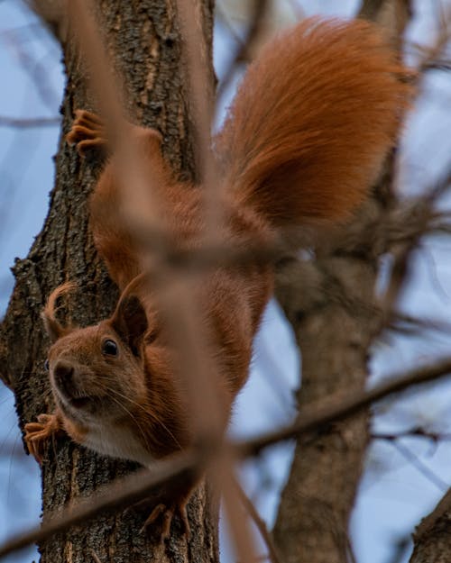 Free stock photo of animal, branch, branches Stock Photo