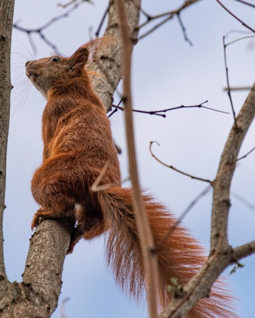 Free stock photo of animal, branch, branches