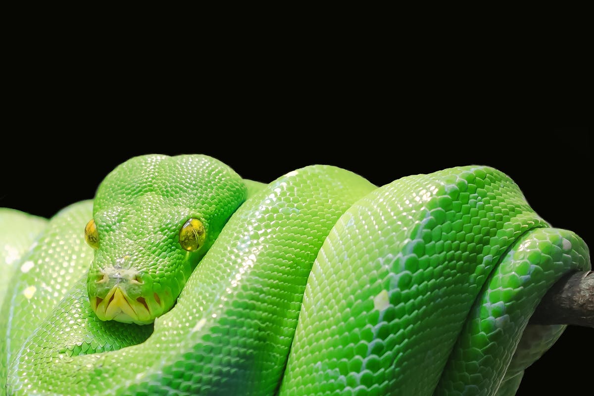 Green tree python wrapped around branch