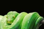 Python Photos, Download The BEST Free Python Stock Photos & HD Images