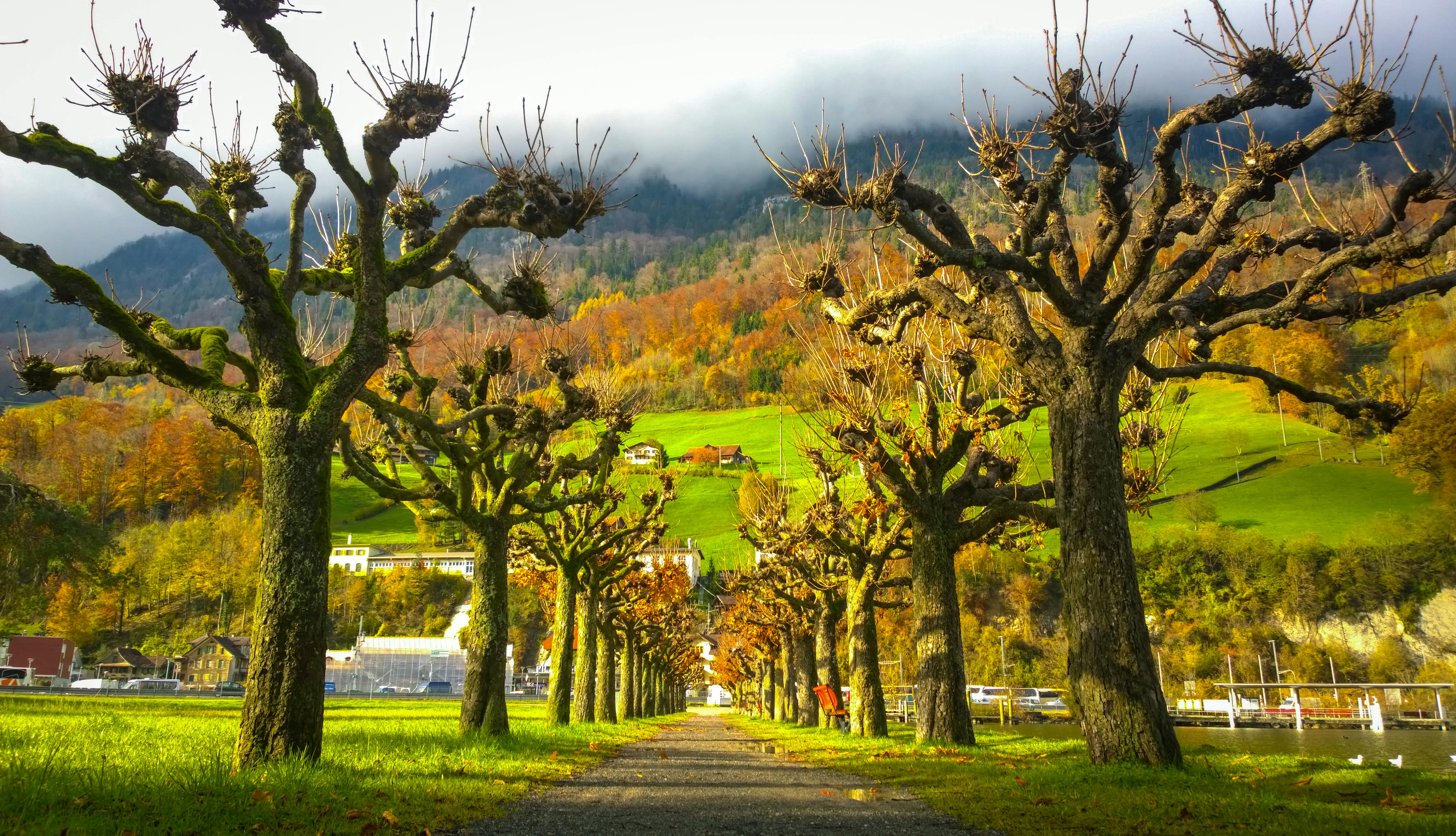 Free stock photo of nature, switzerland, trees