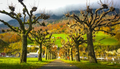 Free stock photo of nature, switzerland, trees