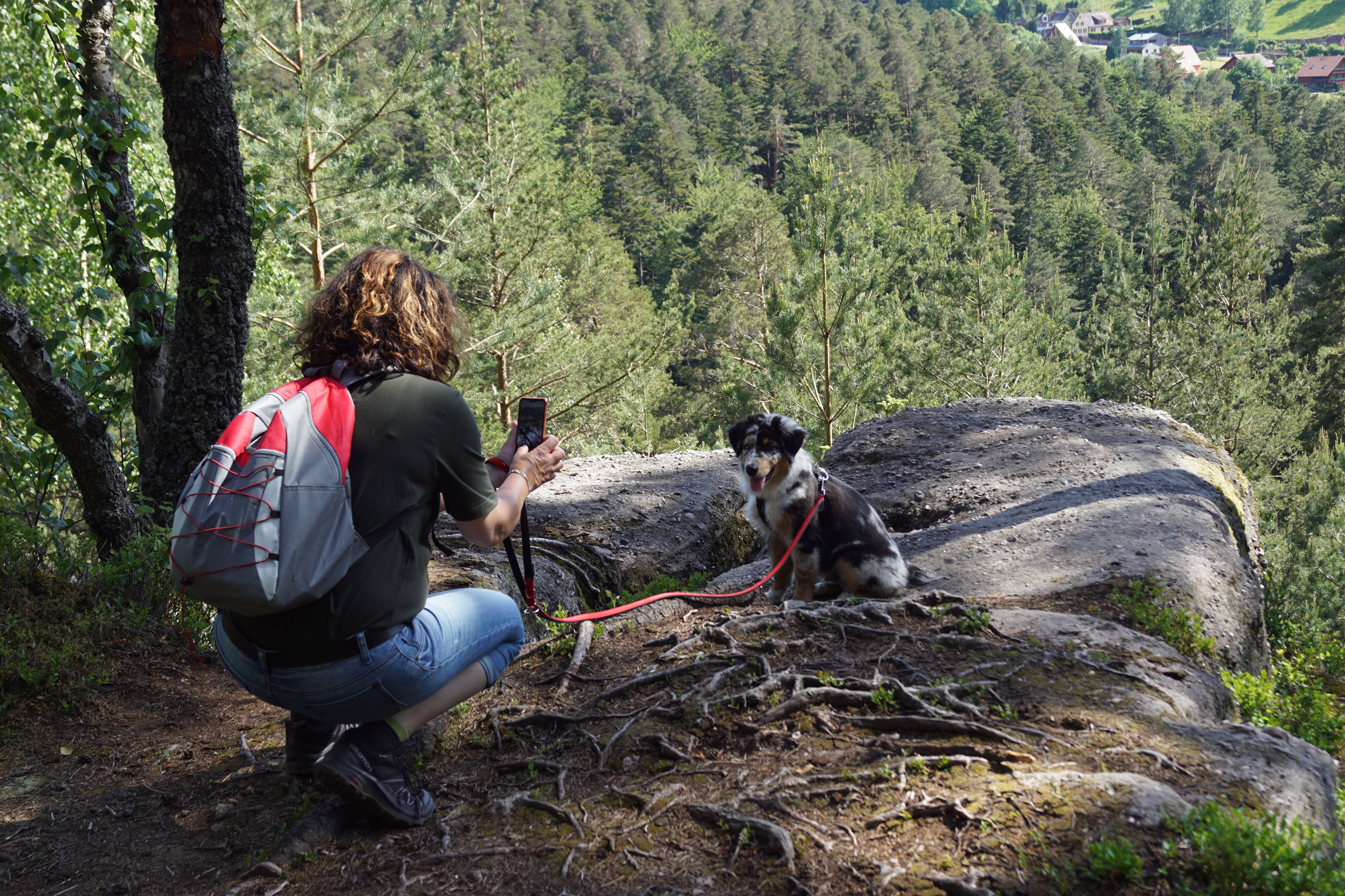 A woman takes a photo of her Australian Shepherd on a hiking trail with a scenic forest view.