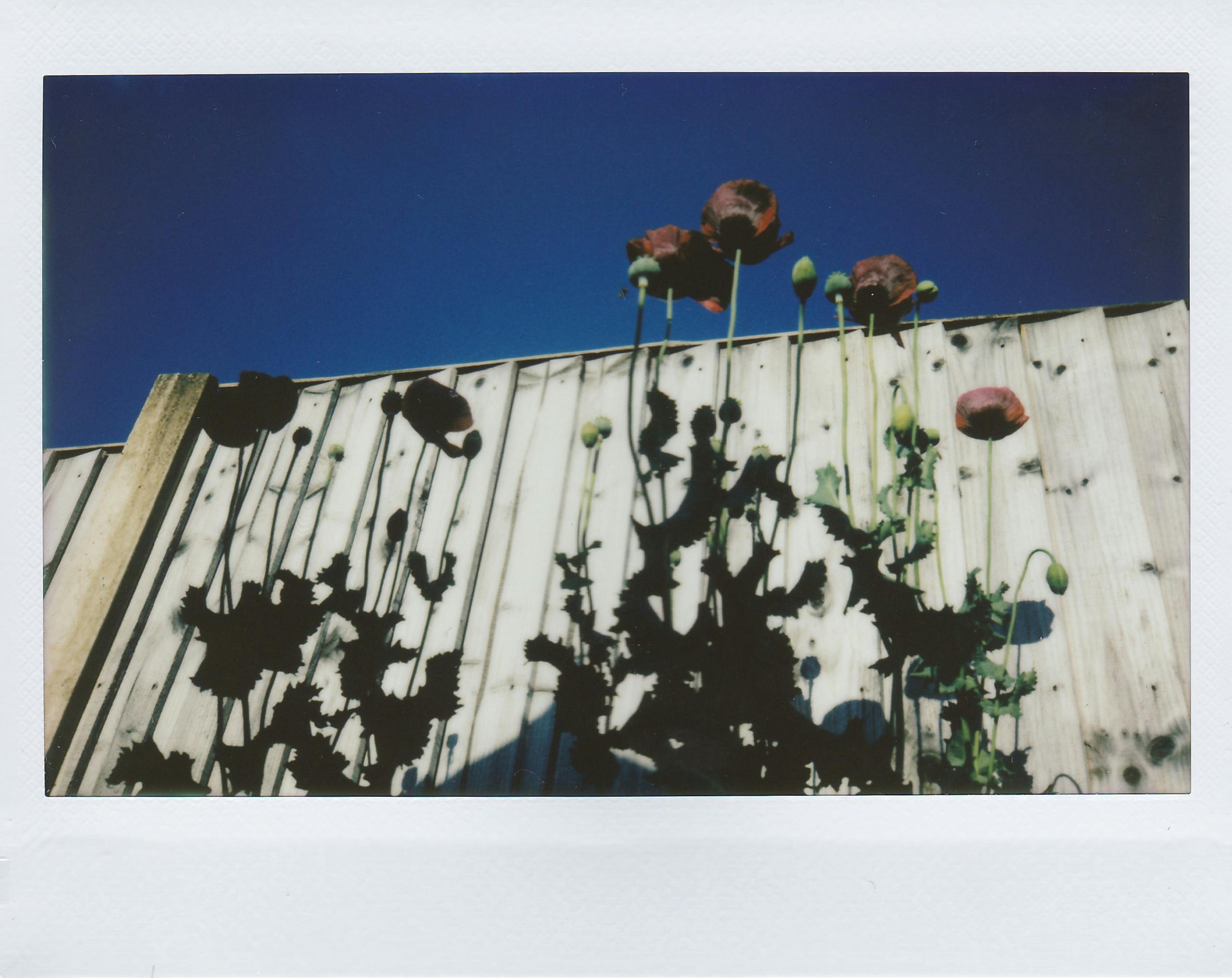 Sunlit poppies casting shadows against a rustic wooden fence under a clear blue sky.