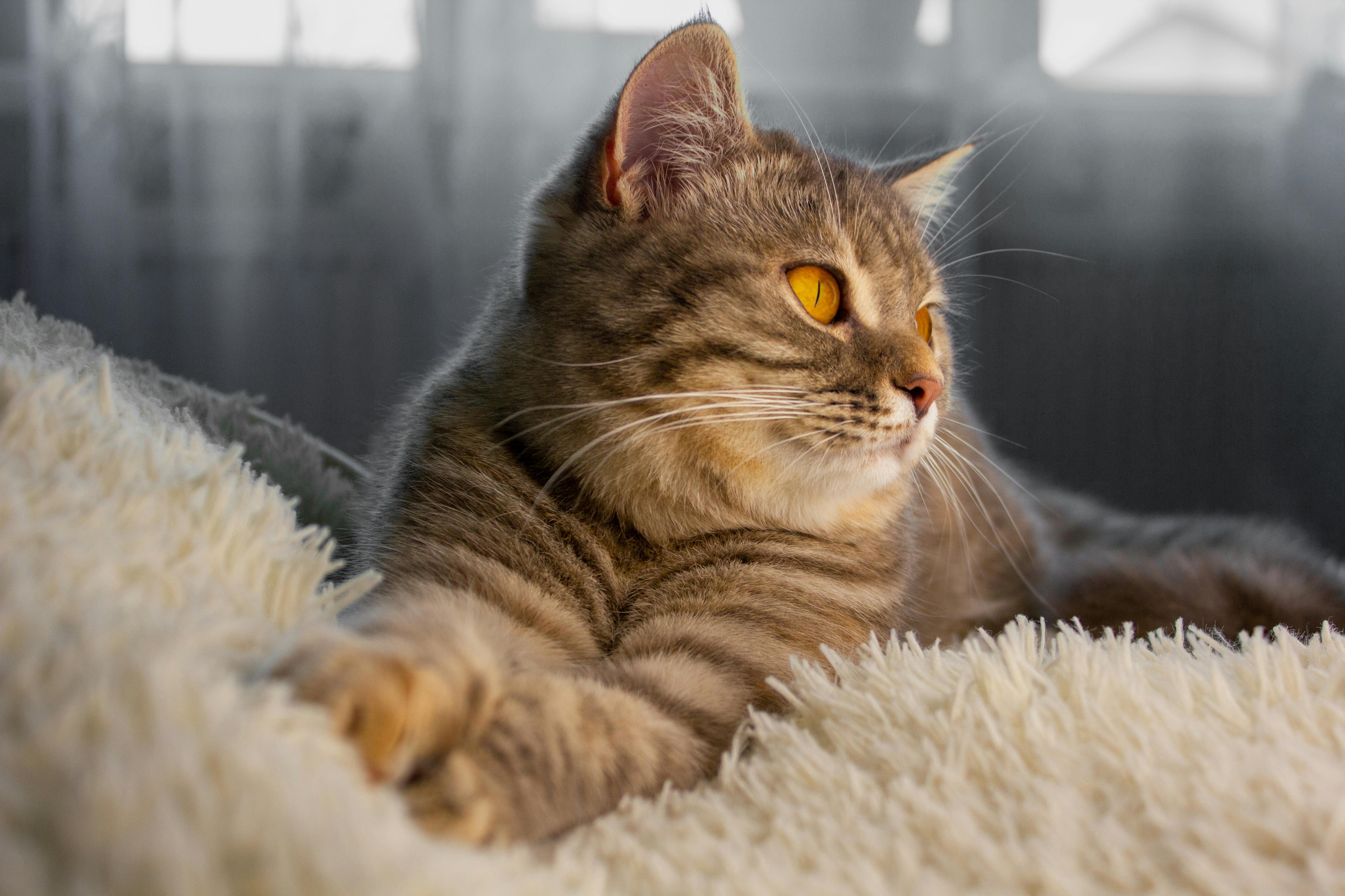 一只虎斑猫懒洋洋地躺在毛茸茸的毯子上，室内光线柔和