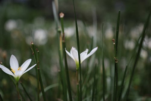 İki Beyaz çiçek