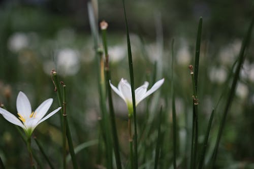 Two White Flowers