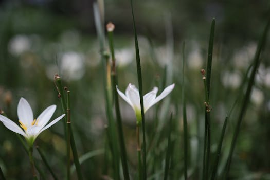 Close-up of delicate white flowers blossoming amid lush green grass, highlighting natural beauty.