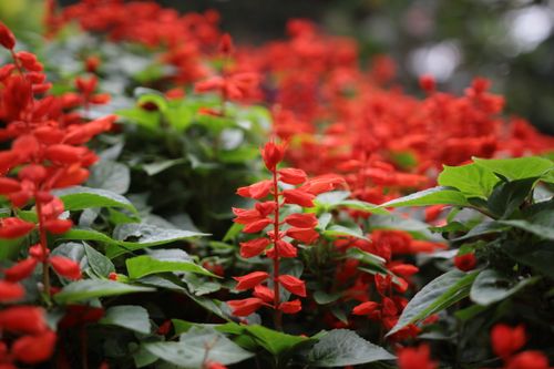 Free A stunning close-up of bright red salvia flowers thriving in lush green foliage, captured outdoors. Stock Photo