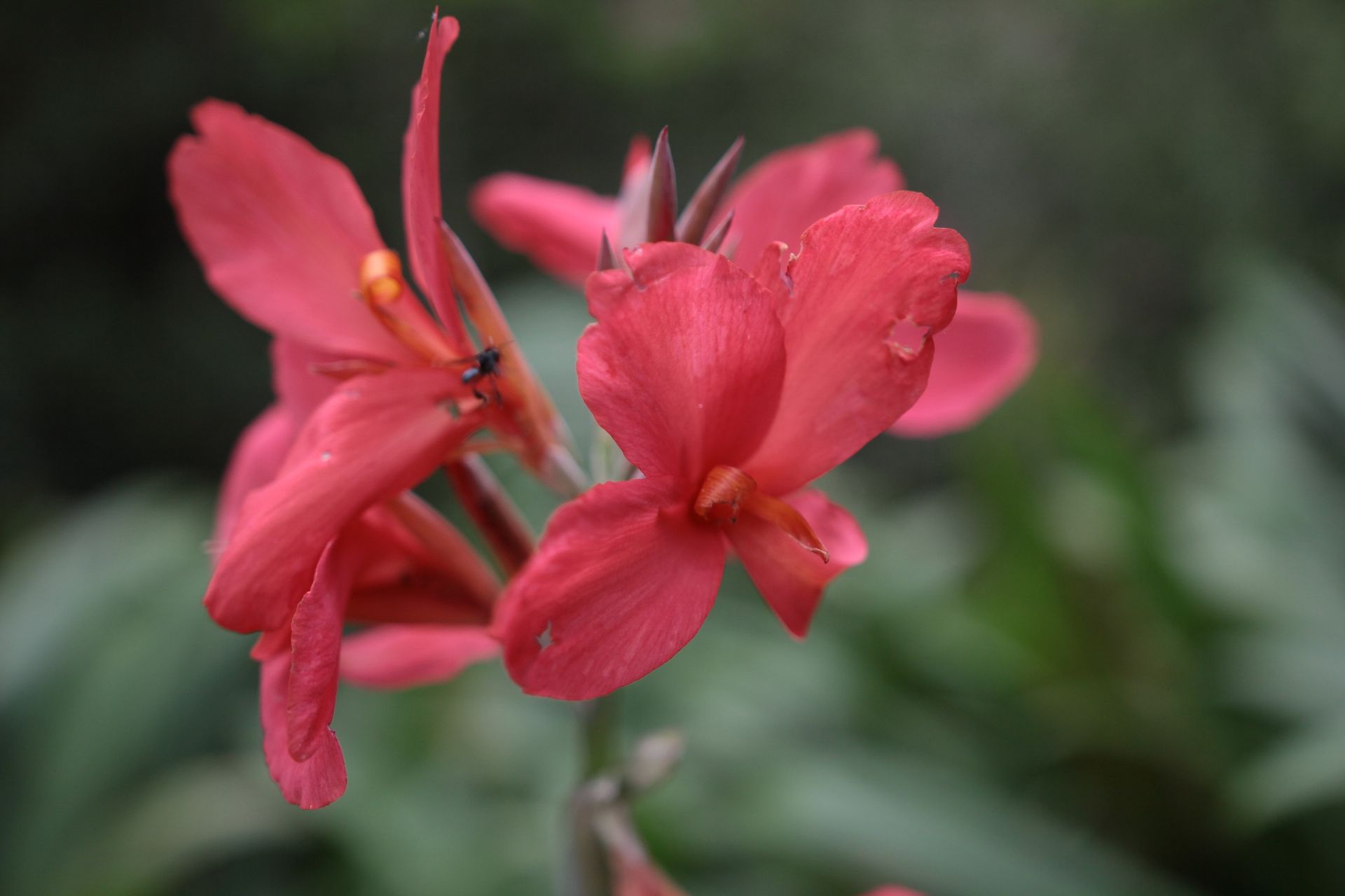 Vivid red canna lily bloom with soft focus green background.