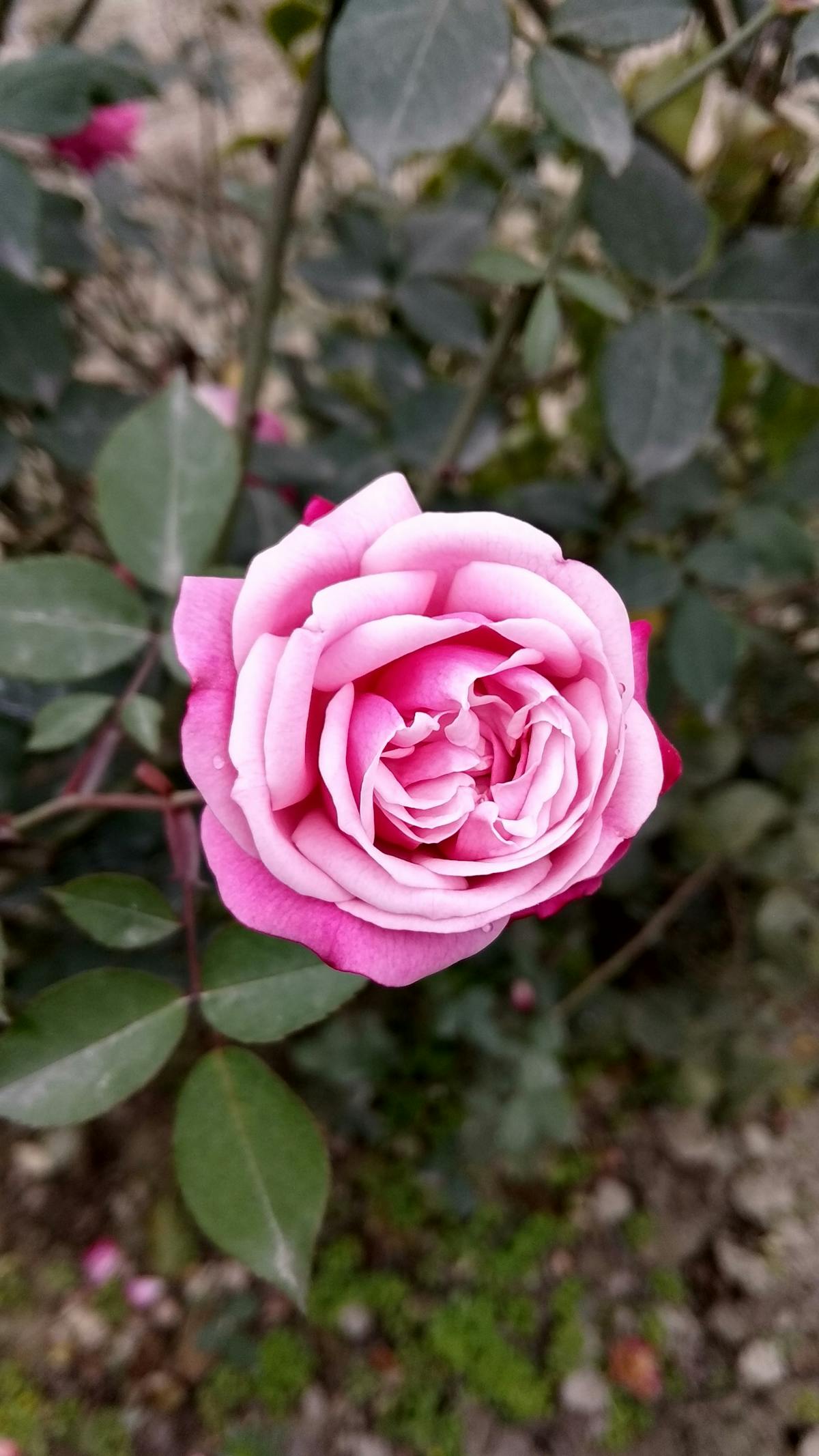 Smartphone fast charging technology battery life