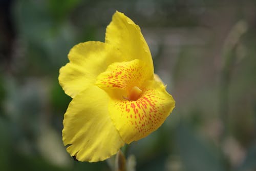 Selectieve Focus Fotografie Van Gele Bloemblaadjes Bloemen