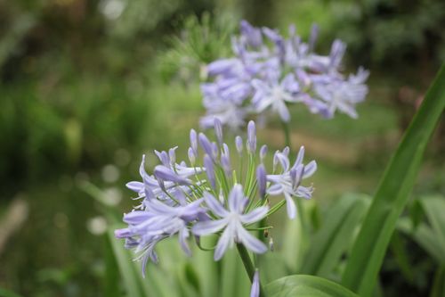 Free Beautiful close-up of lavender Agapanthus flowers in a lush green garden setting, capturing nature's delicate beauty. Stock Photo