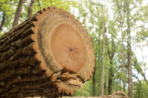 Free stock photo of chainsaw, chopped wood, deforestation Stock Photo